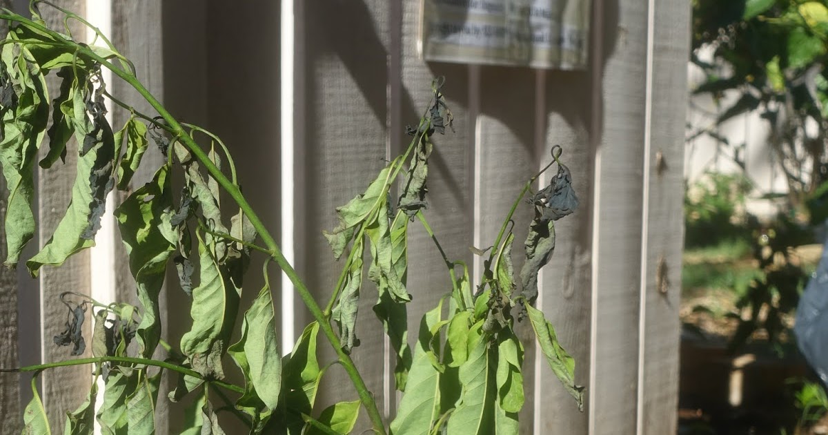 Why Are My Plants Wilting?