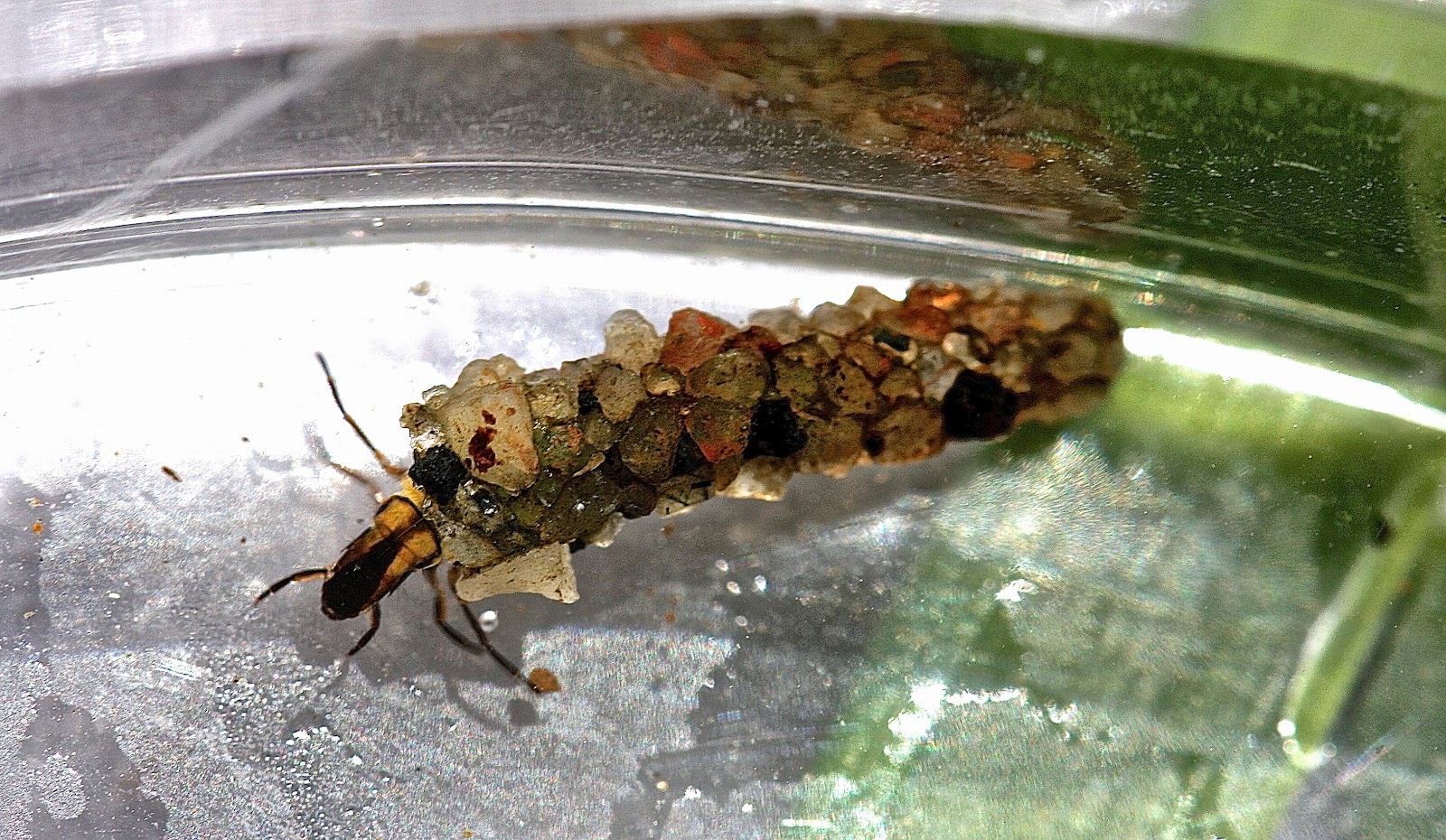 Aquatic Insects of Central Virginia: Back North to the South River: A ...