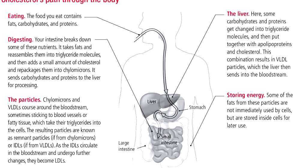 Proteins produced and secreted by the liver