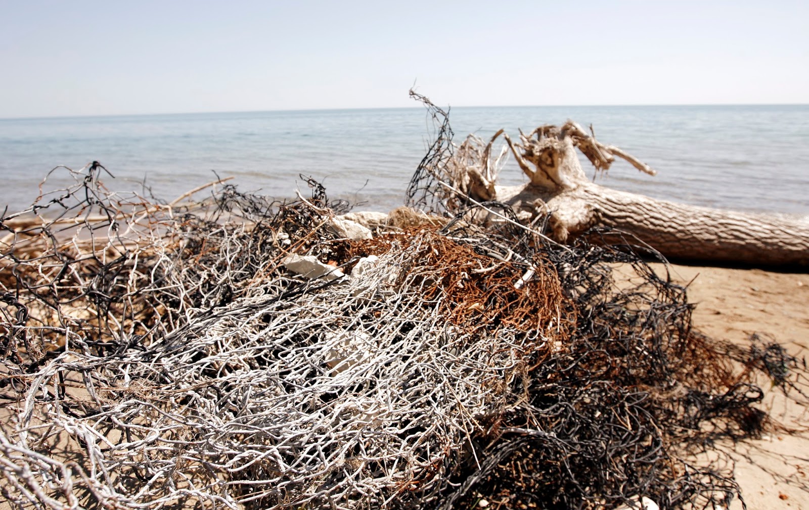 Mark Kodiak Ukena Shedd Aquarium and Volunteers Zion Beach CleanUp