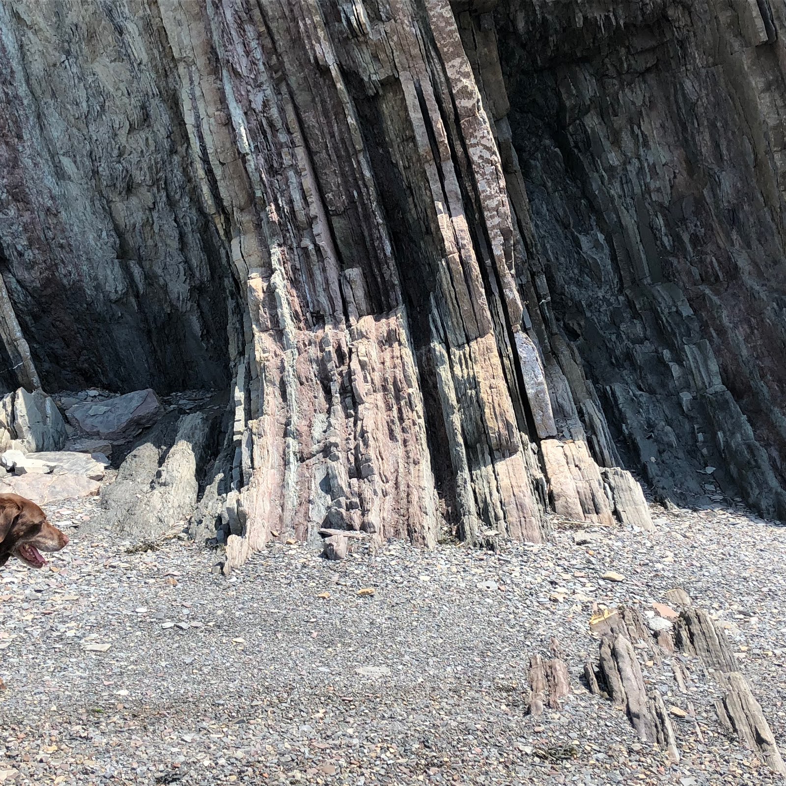 The ShoreXplorers Fossils in Nova Scotia Bay of Fundy Parrsboro and Joggins, Nova Scotia