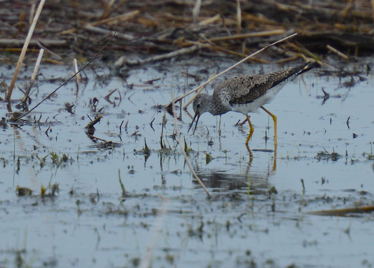A Lesser Yellowlegs gets ready to nab dinner while "fishing" in a vernal pool at VOA MetroPark.