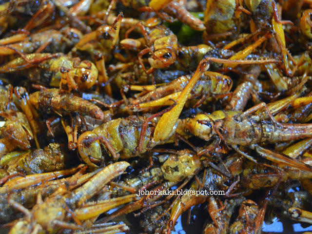 What-Insects-Eat-Bangkok