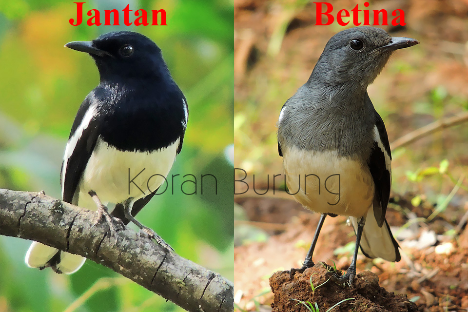 Cara Membedakan Jenis Kelamin Burung Kacer Jantan Dan Betina Muda