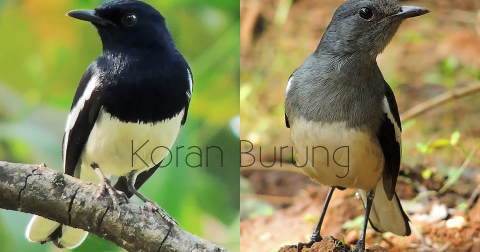 Cara Membedakan Jenis Kelamin Burung Kacer Jantan Dan Betina Muda