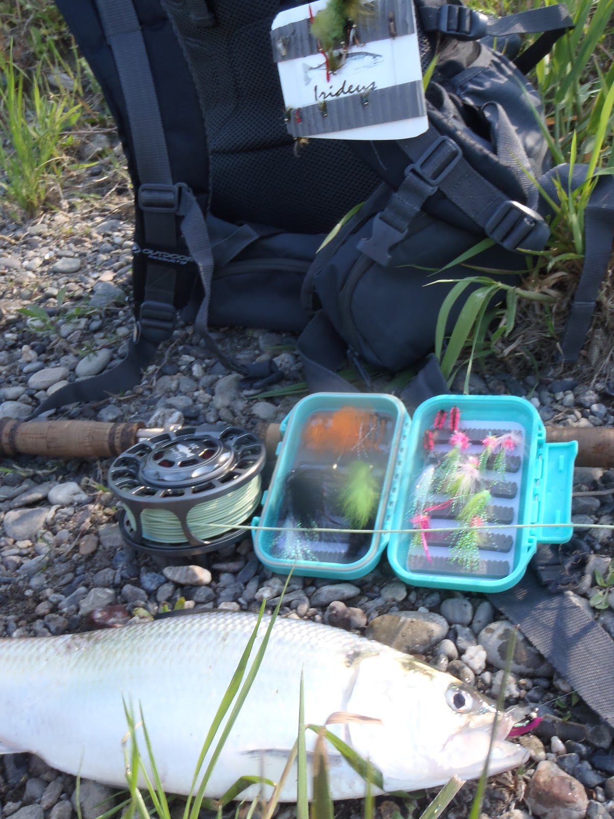 Irideus Fly Fishing Products American Shad Fly Fishing with Spey