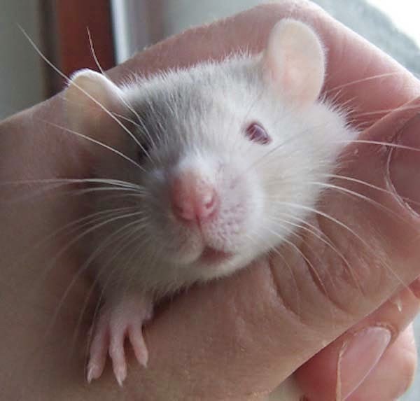 Here Are 24 Awesome Things You Didn't Know About Animals. #11 Just Made My Week. - Rats can laugh