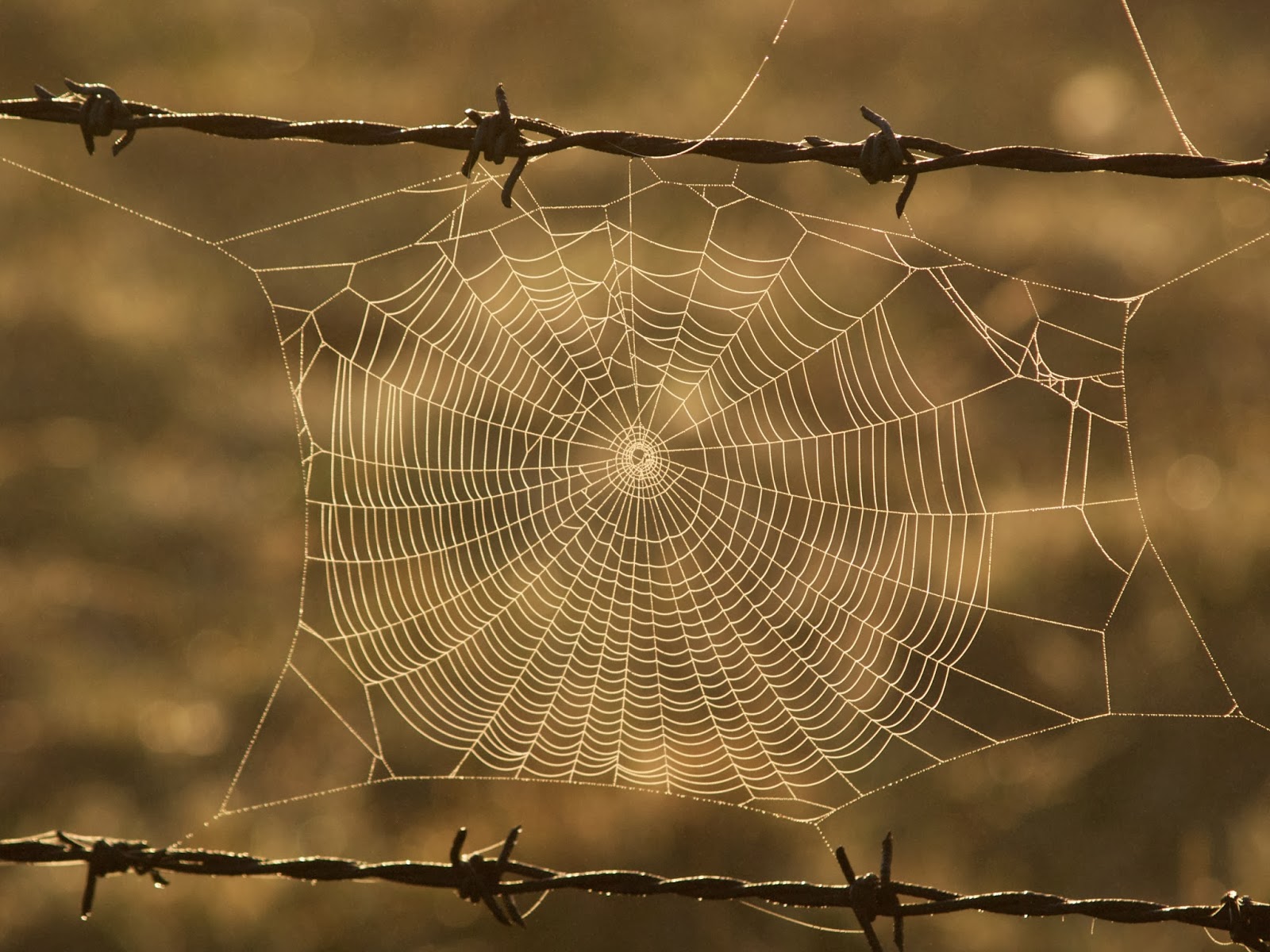 Cobweb HD Wallpapers - HDWallpapers360 | HD Wallpapers Free Download