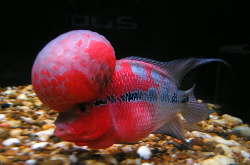 Flowerhorn Care How do you get a kok to grow massive?