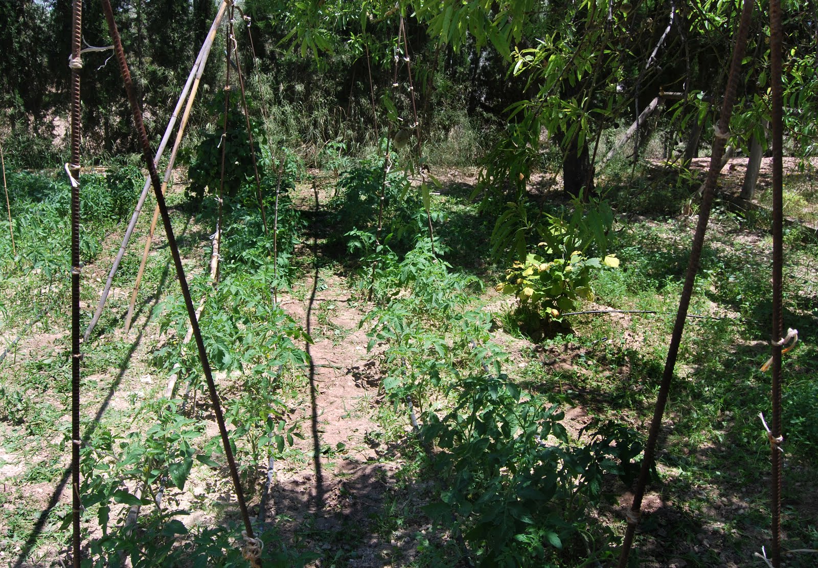 El aroma del huerto, el color del jardín.: junio 2011