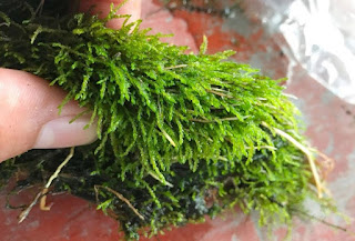 Jenis Moss Aquascape Spiky Moss