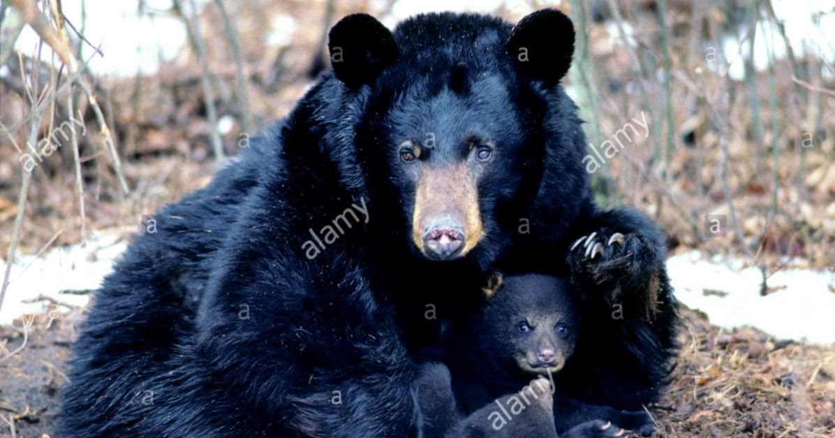 Newborn Black Bear All Wallpapers Desktop