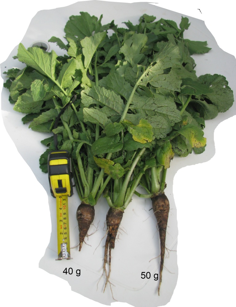 Round Black Spanish Radish Черная редька Bolting in progress and