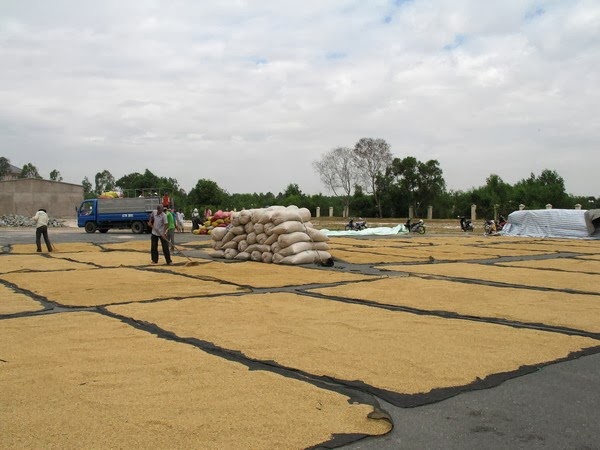Sản xuất lúa Đông Xuân: Tránh "được mùa rớt giá"