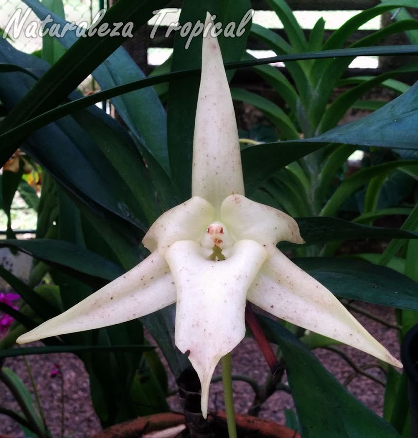 Flor característica de la orquídea de Darwin, Angraecum sesquipedale