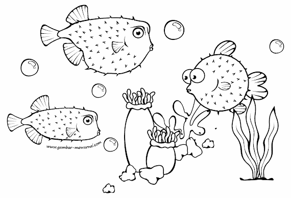 Koleksi Sketsa Gambar Ikan Lumba Lumba