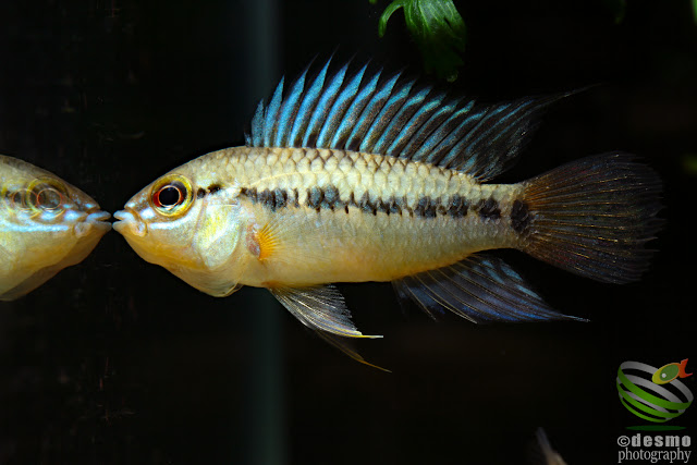 Apistogramma sp. D47