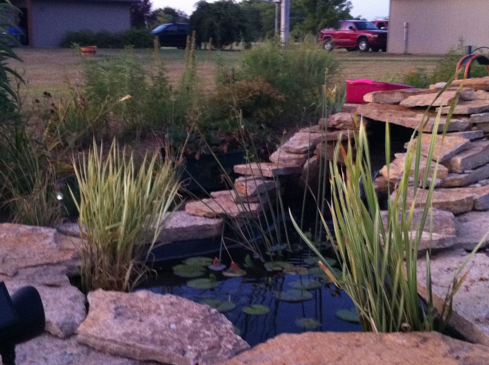 Backyard Pond