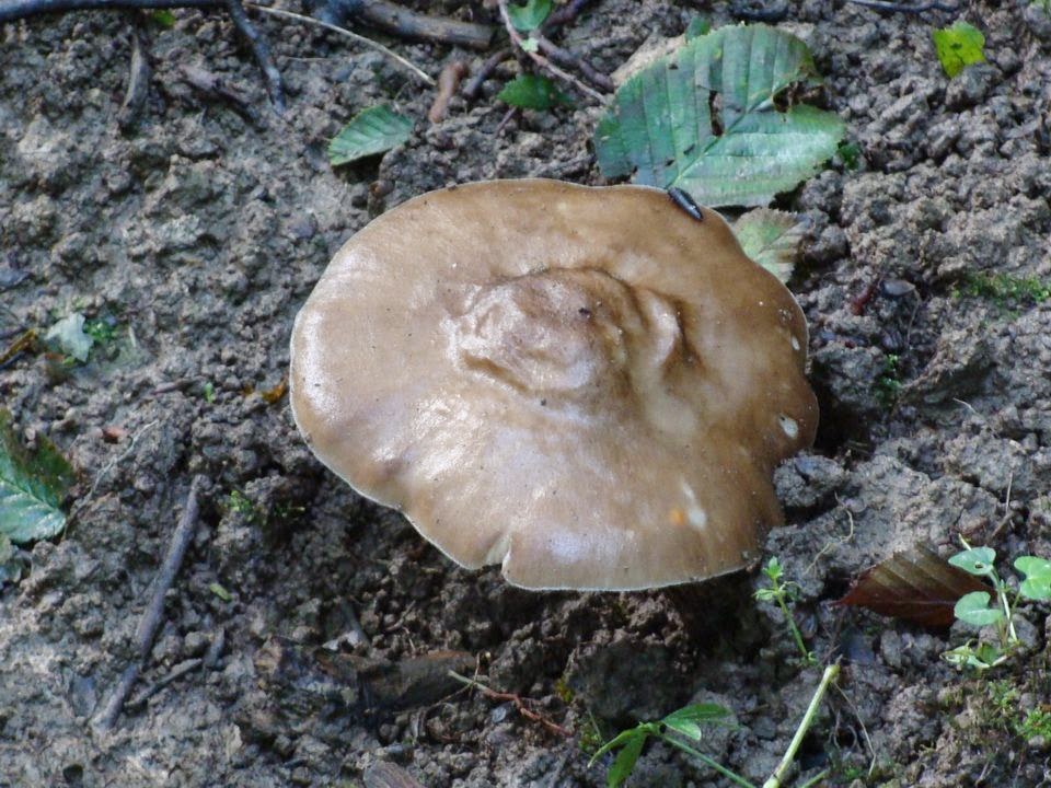 Pluteus cervinus DSC40868