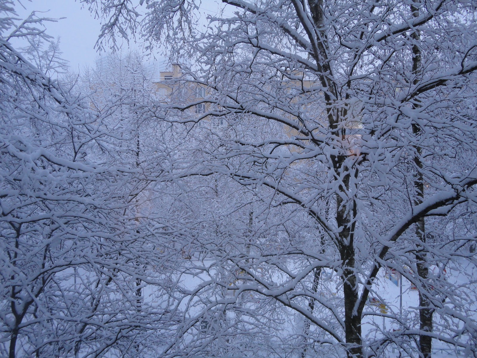 фото видяевовесна зелень и идёт снег за окном. снег укрывает землю. снежный двор. зима солнце. зима снегопад.