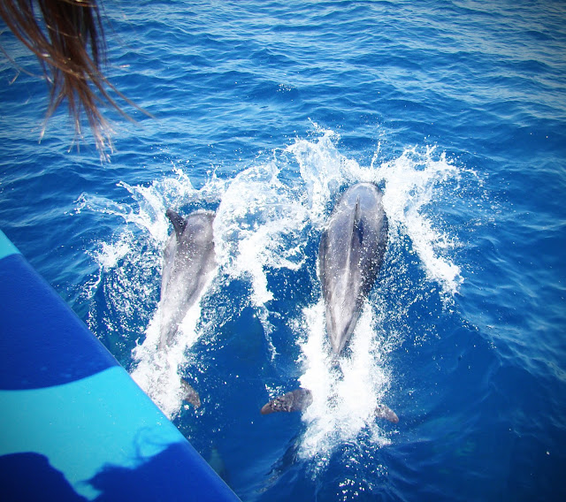 #WhaleWatching #Dolphins