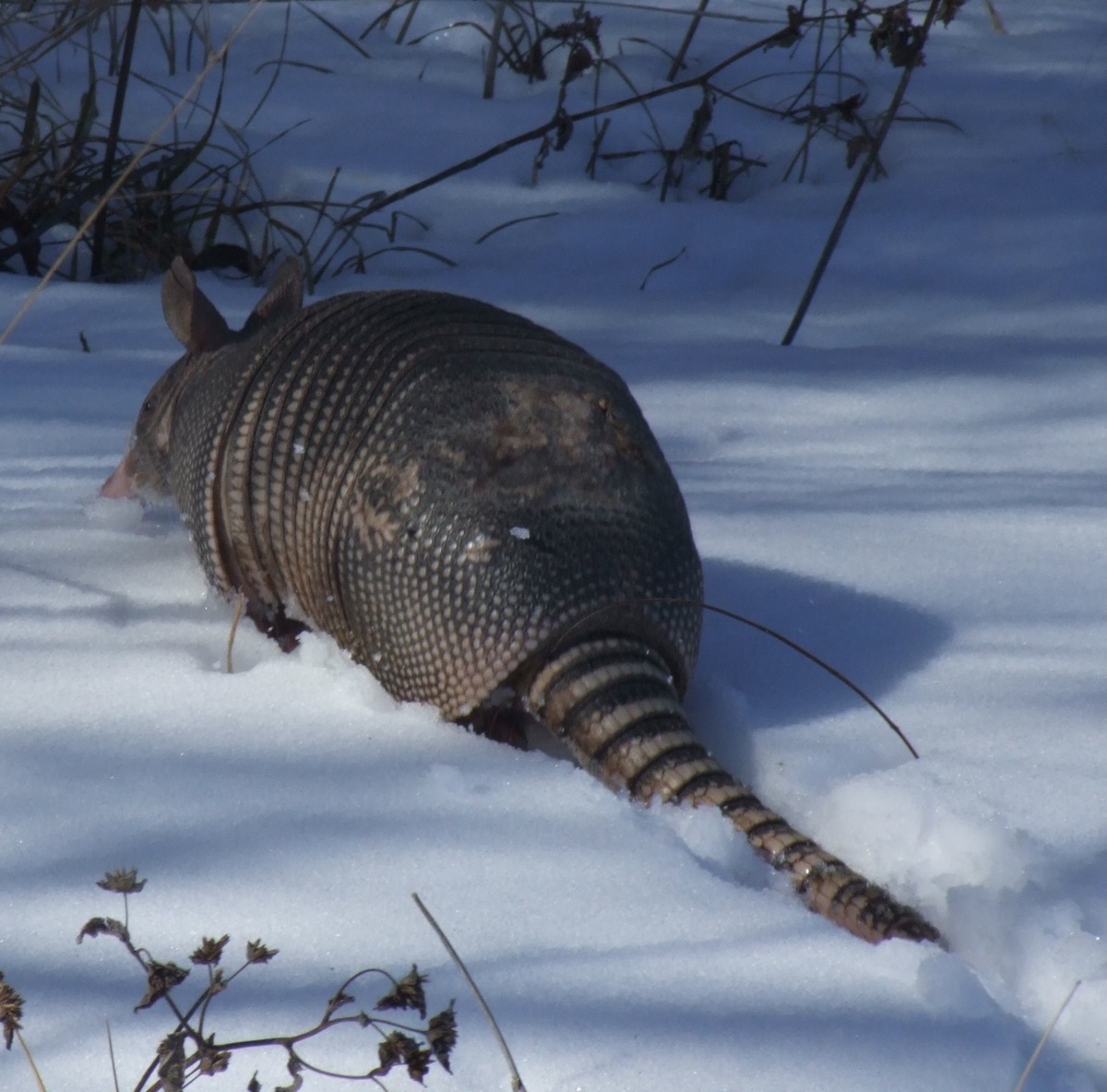 Springfield Plateau Armadillo in Winter