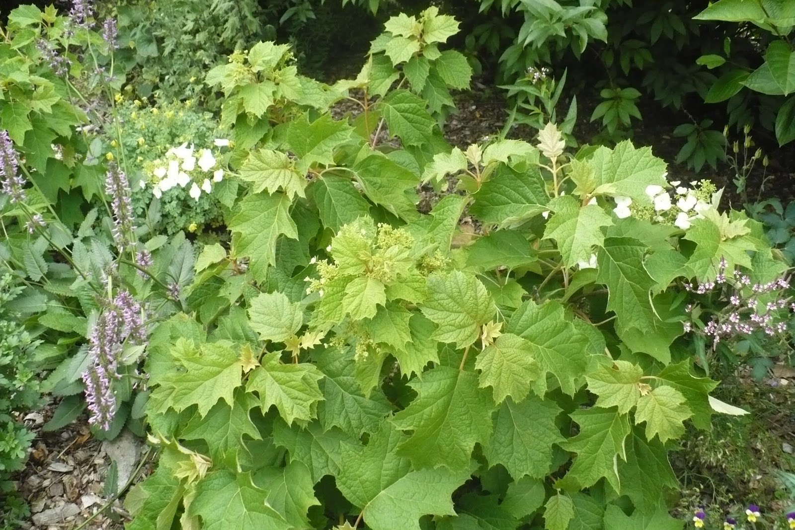 Ruby Slippers Oakleaf Hydrangea A Native Compact Flowering Shrub
