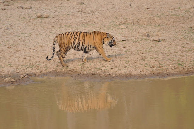 Tiger at a Tiger Safari in India
