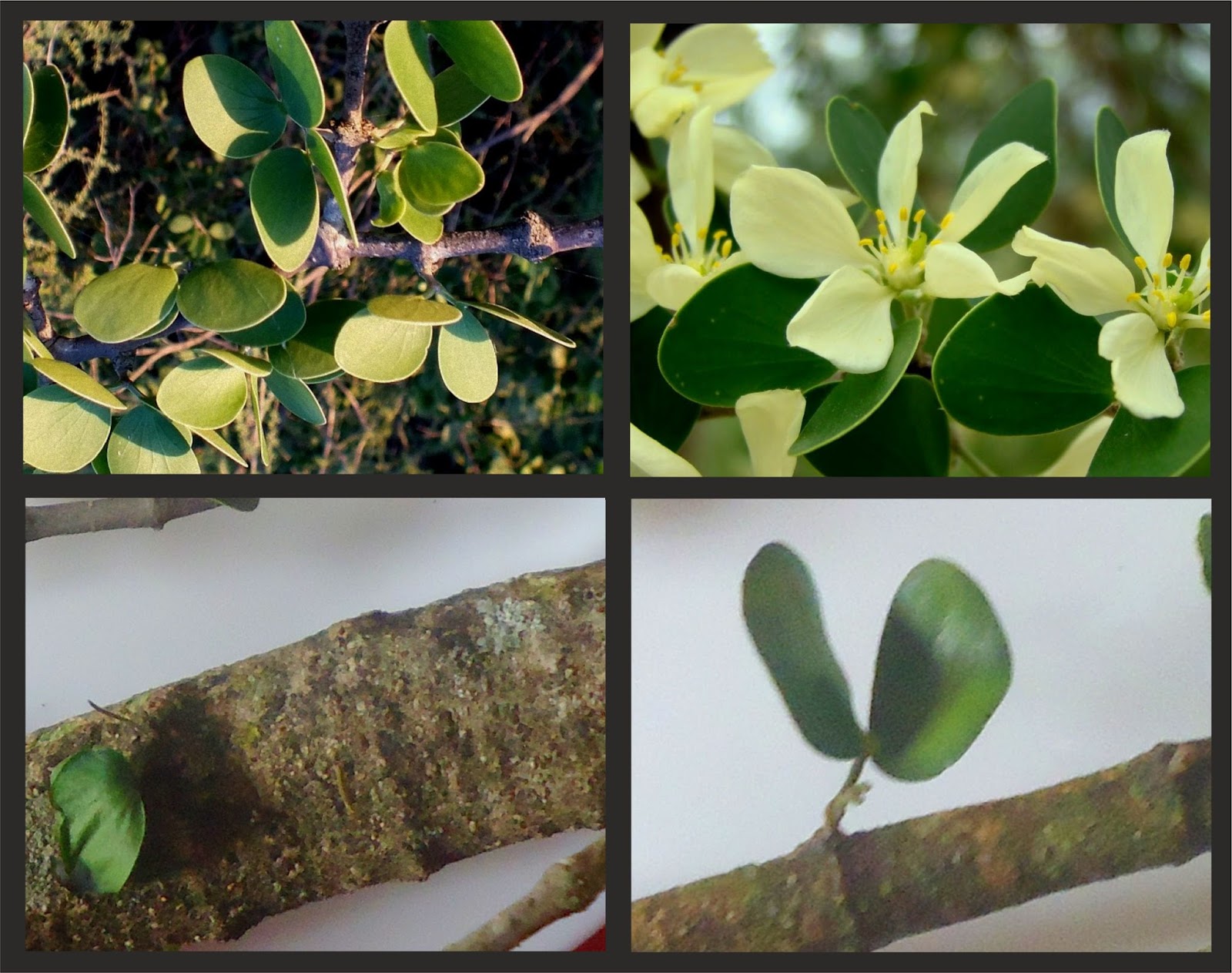 v e r d e c h a c o Palo santo