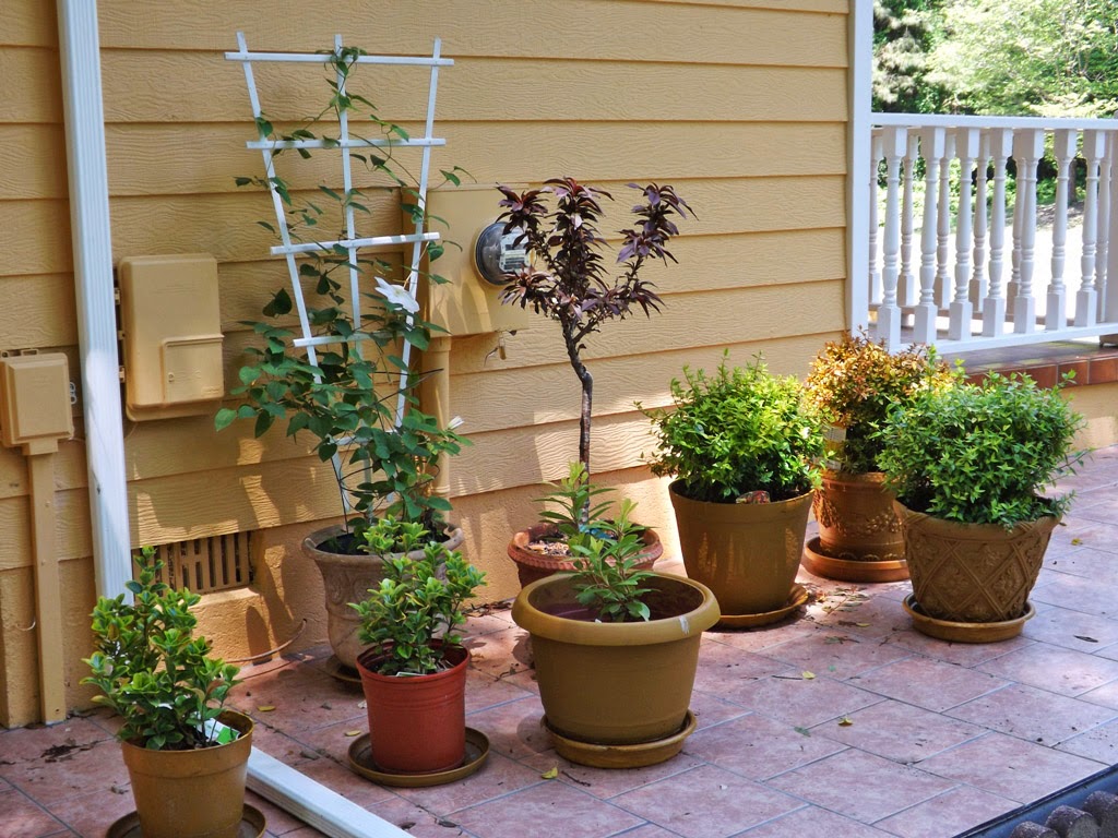 MARIETTE'S BACK TO BASICS {Our Patio Pot Plants}