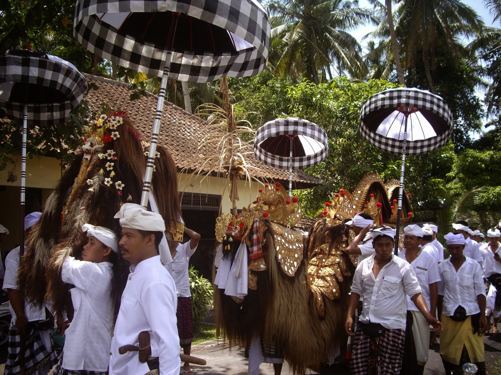 BALINESE CEREMONY. THE MEN PARADE THE SACRED BARONG THROUGH THE VILLAGE AND RICE FIELDS