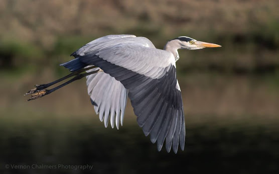 Canon EOS Setup and Tips For Birds in Flight Photography
