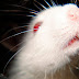 Nueva técnica de edición genética mejora respuesta visual en ratas ciegas