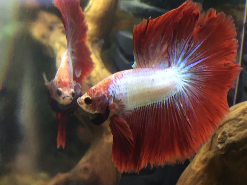 Betta Fish Tank with Filter and Heater Betta Fish Tank with Filter and Heater