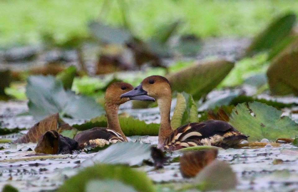 AGUSAN MARSH WILDLIFE SANCTUARY One Humbling Experience
