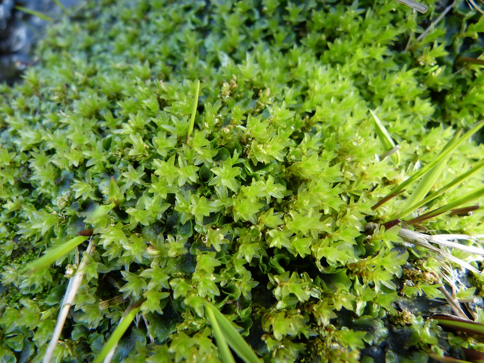 South Wales Bryophytes: Upper reaches of the Afon Tywi