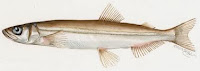 Fuente: Wikimedia Commons Capelín (Mallotus villosus)