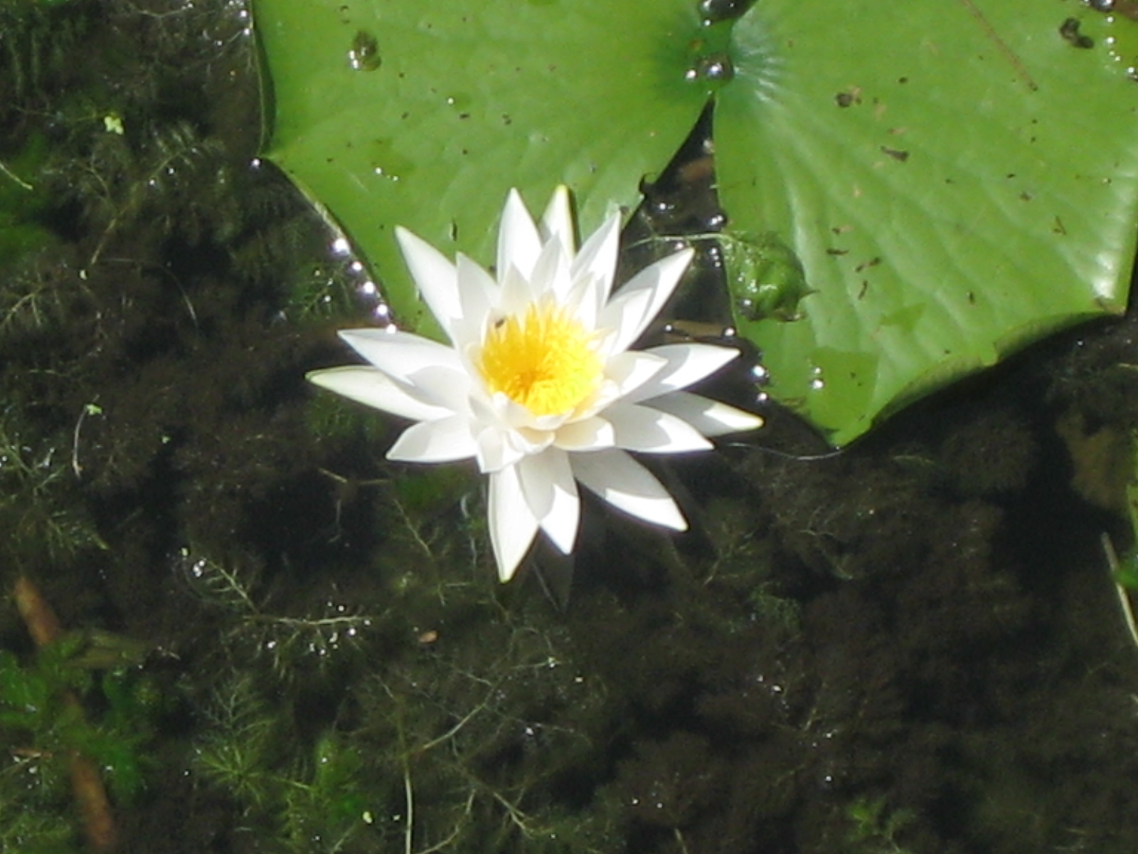 What's Bloomin' In Central Florida