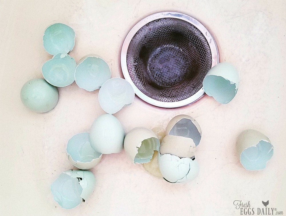 What Makes Blue Eggs Blue? Fresh Eggs Daily® with Lisa Steele