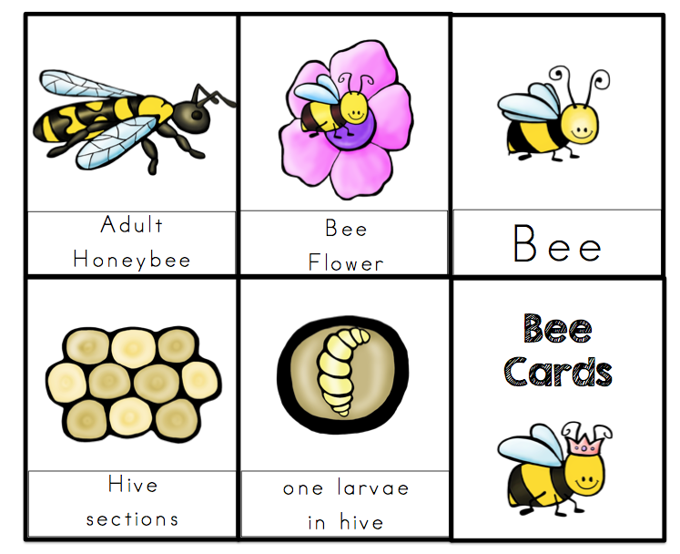 Bee Lifecycle Printable ~ Preschool Printables