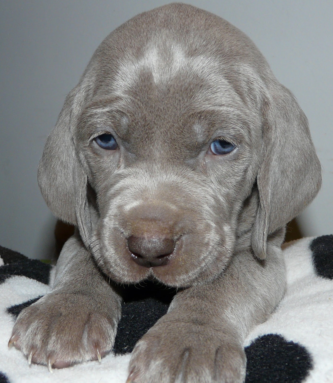 WEIMARANER DI GREYSBETH cuccioli weimaraner