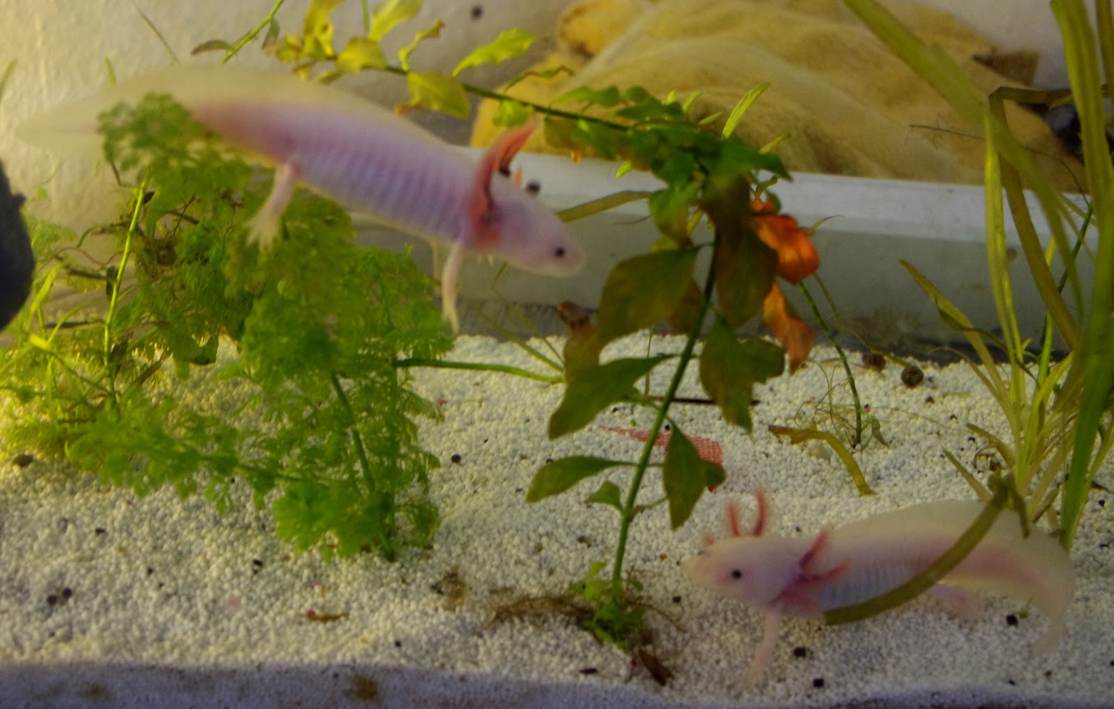 Axolotl