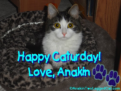 Happy Caturday Love Anakin The Two Legged Cat, Anakin relaxing in his new leopard print bed.