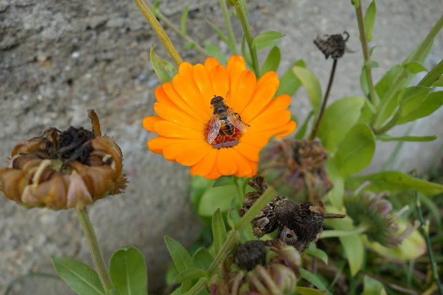 LUNEA FLORILOR