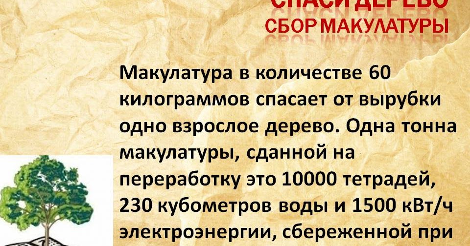 Тонна макулатуры спасает деревьев. Макулатура спасает дерево. сколько кг макулатуры спасает одно дерево.