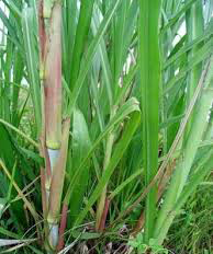 JENIS DAN KARAKTERISTIK RUMPUT PAKAN TERNAK