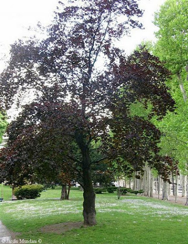 Sangrando en verde: El haya púrpura, un árbol espectacular