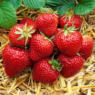 strawberry farming in Kenya