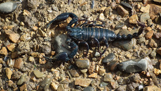 benefits of eating scorpions