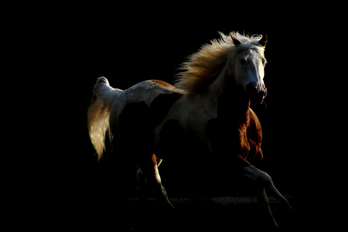 Paint Horse Wallpapers   New WallpapersNew Wallpapers